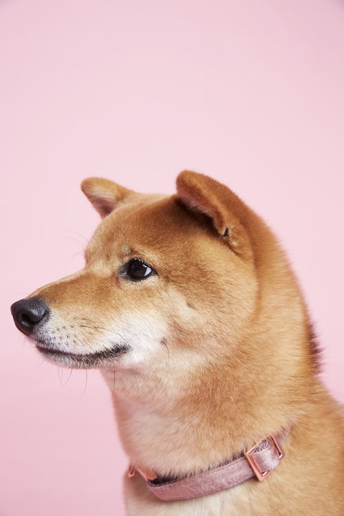 寵物用品商拍案例 xx寵物用品公司