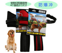 金色品質，寵愛無價 探索高端寵物用品世界