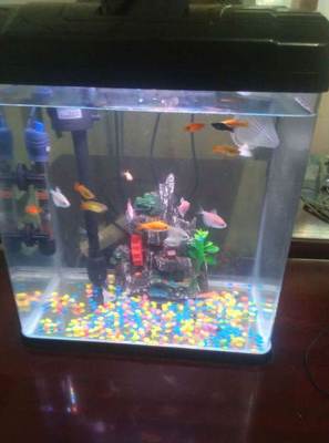 太原寵物市場觀察 99成新魚缸標價230元，折射二手寵物用品新趨勢